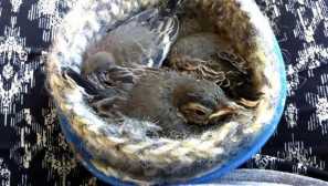 Než krmení kuřátko otřesu